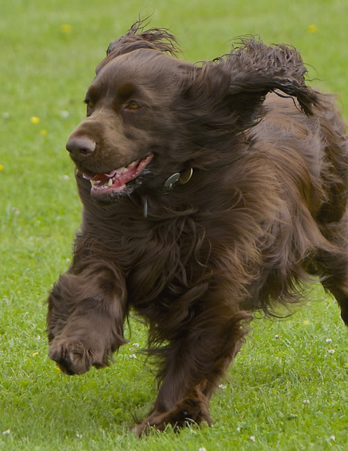 Een actieve en sportieve hond