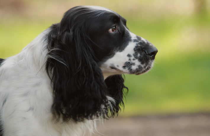 Een intelligente en vrolijke hond