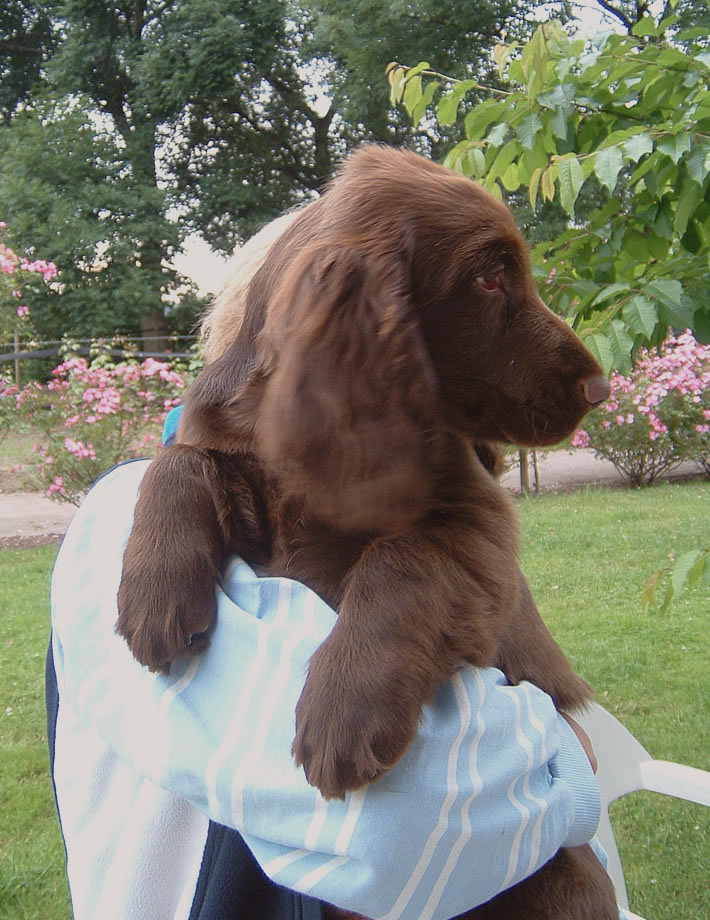 Een Field Spaniel is leergierig