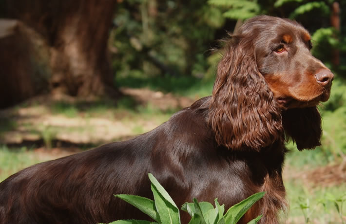 Een Field Spaniel is leergierig